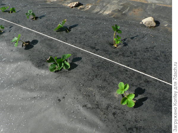 А сажать лучше по натянутой струне или бечевке