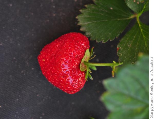 Абсолютно чистая и здоровая ягода