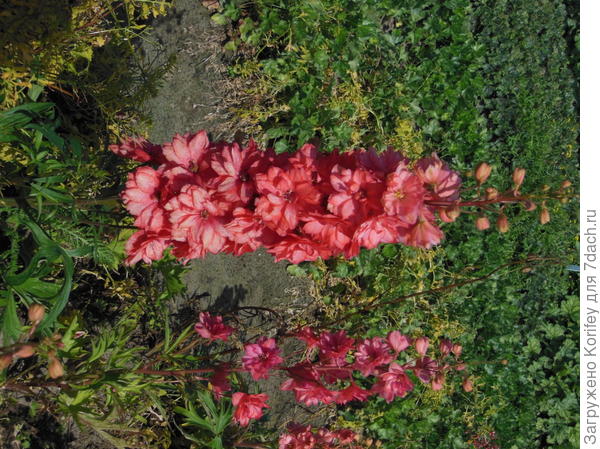 коралловый