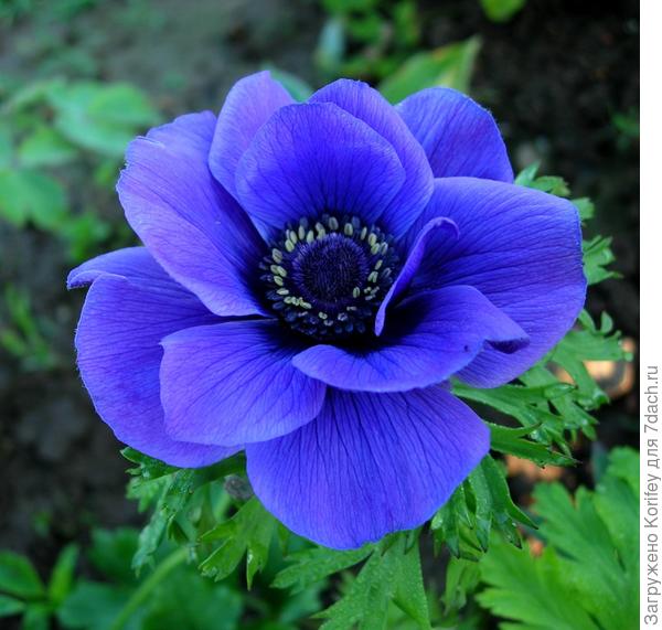Анемона корончатая (Anemona coronaria) голубая