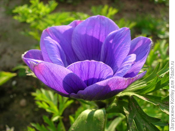 Анемона корончатая (Anemona coronaria) пурпурная