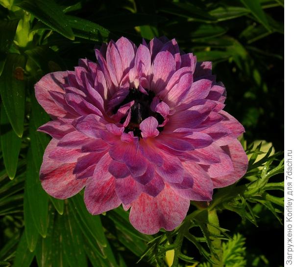 Анемона корончатая (Anemona coronaria) розовая махровая