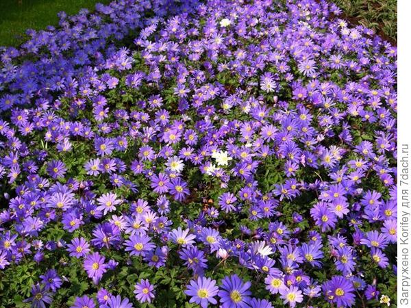 Anemona blanda Blue Shades - весенняя анемона, сорт Blue Shades