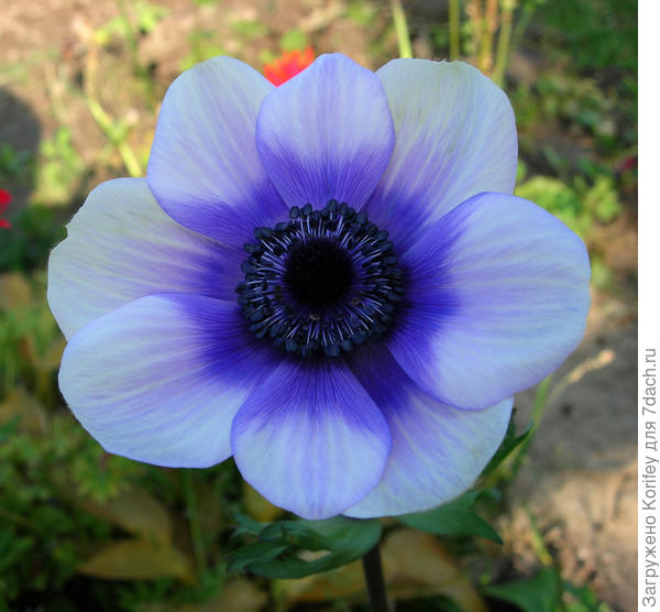 Анемона корончатая (Anemona coronaria) белая с голубой серединкой