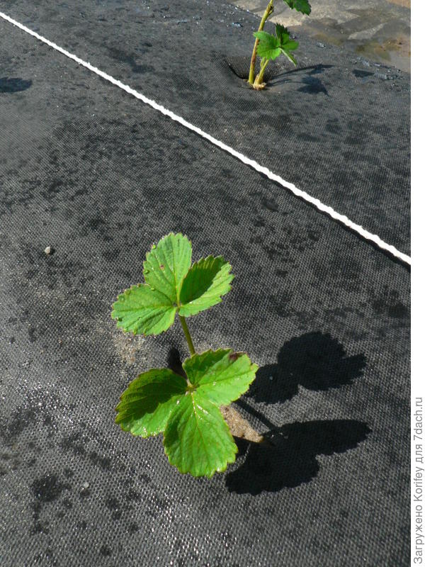 Посадку кустов лучше делать по хорошо натянутой бечевке