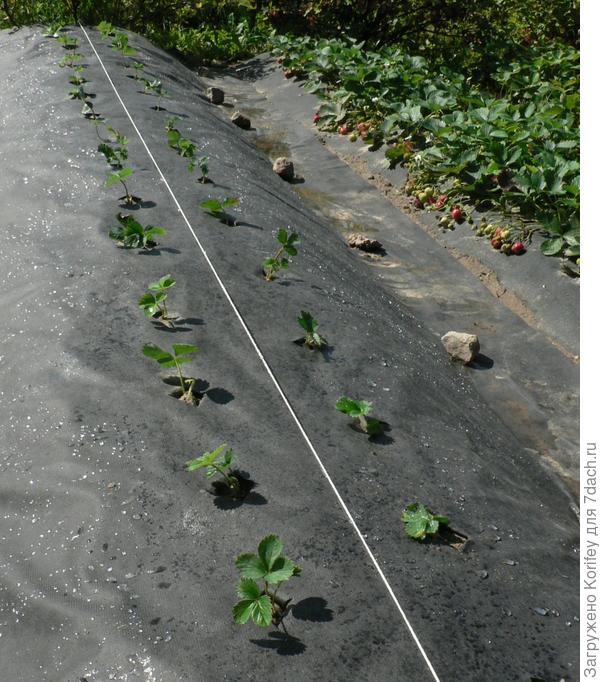 Подготовленные гряды должны быть хорошо утрамбованными и покатыми