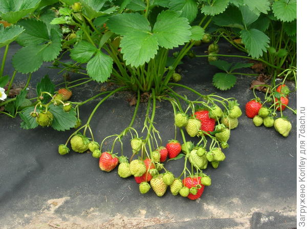 На таких покатых боковинках гряд и ягоды быстрее и дружнее созревают