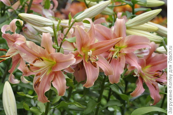 OT-hybridy