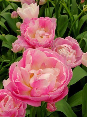 Froté růžový tulipán