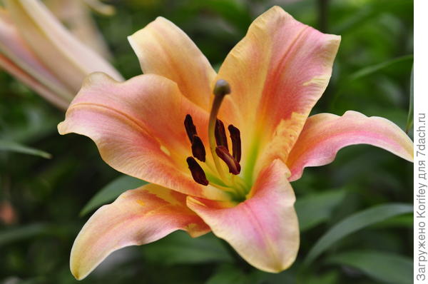 OT hybrid