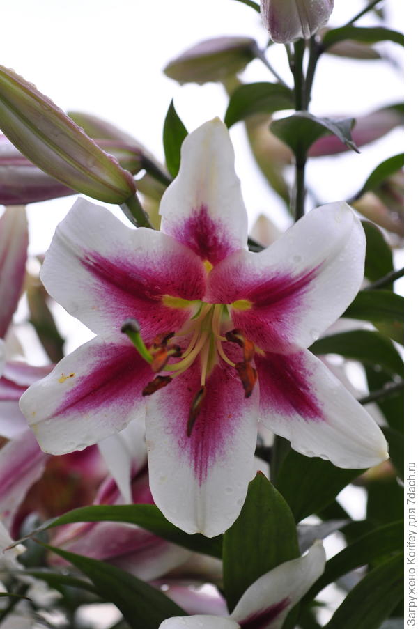 OT hybrid Beverly Ann