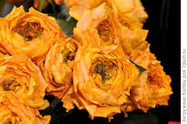 Оранжевая "ананасная" роза