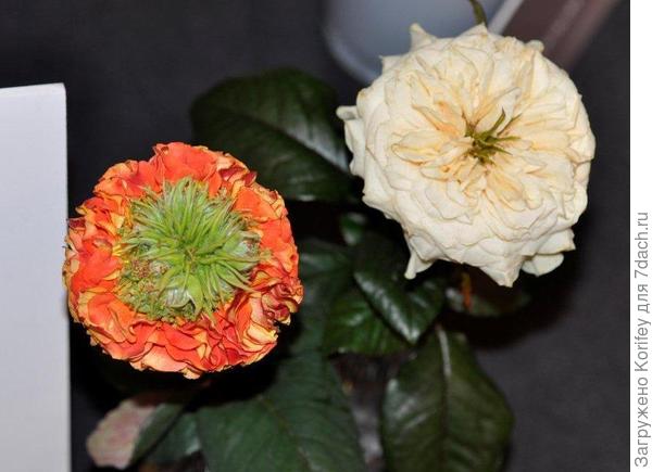 "Ананасные" розы