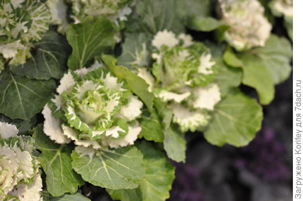 капуста декоративная
