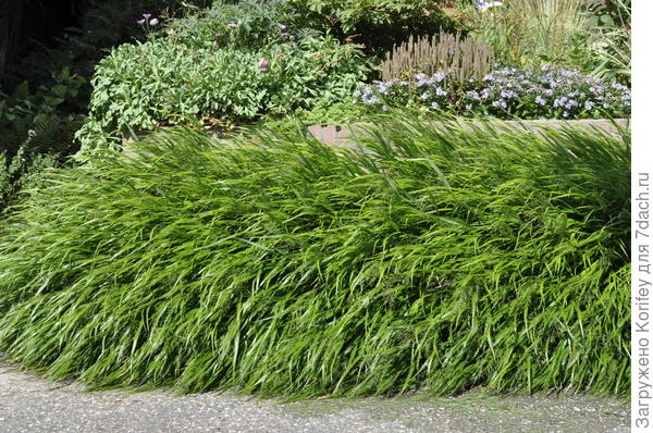 Декоративные травы 2