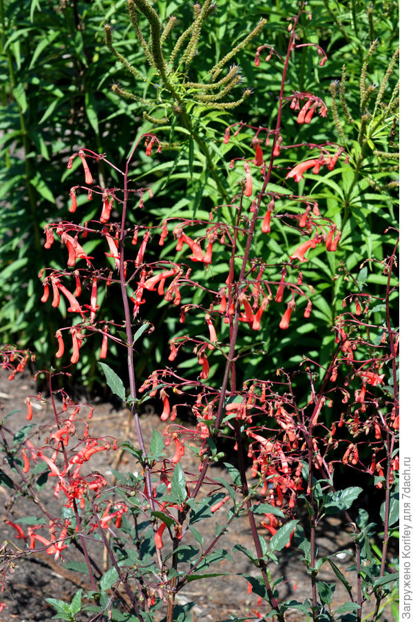 Холодостойкие садовые фуксии - цветок близко