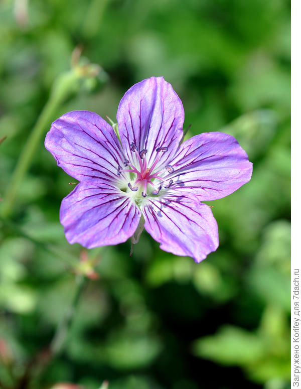 Geranium wallichianum &#39;Sweet Heidi