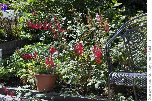 Холодостойкие садовые фуксии