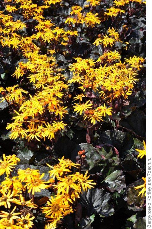 Бузульник с черными листьями 2