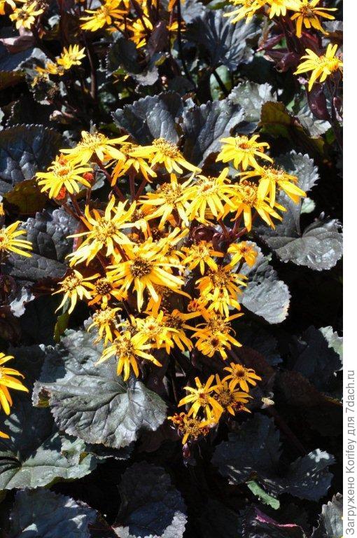 Бузульник с черными листьями