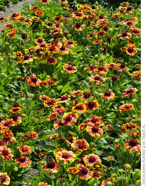 Gaillardia bicolor