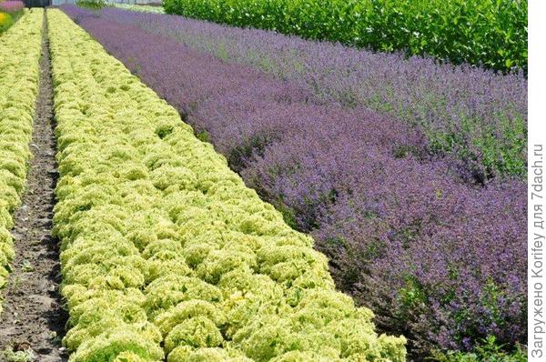koberec sedum