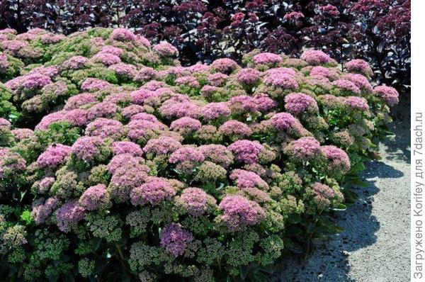 Nebo vyšší sedum