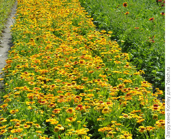 Zapalovač Gaillardia bicolor