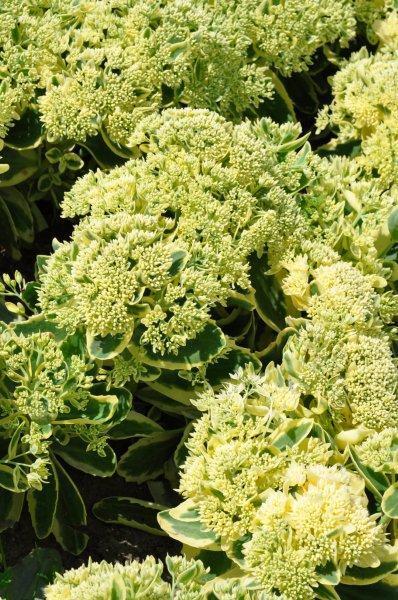 Sedum blíž