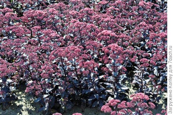 Černý sedum