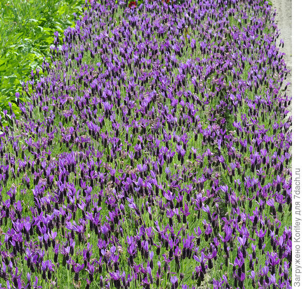 Lavender