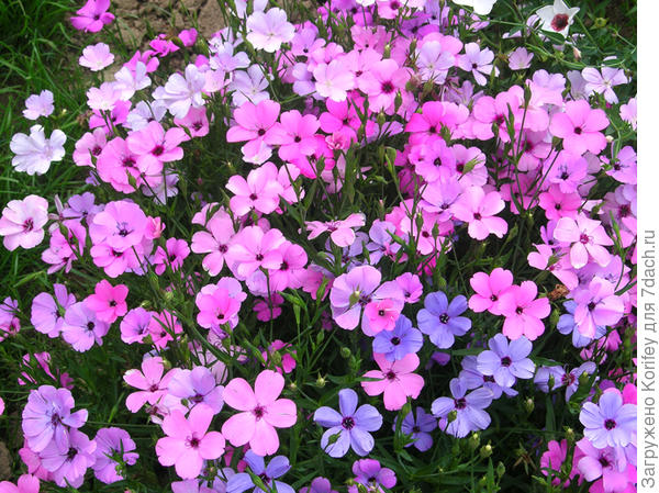 Вискария, смесь