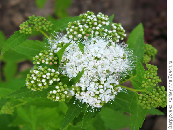 Sp.japanees f.albiflorae