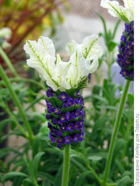 Лаванда белая