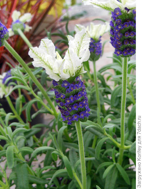 Лаванда белая