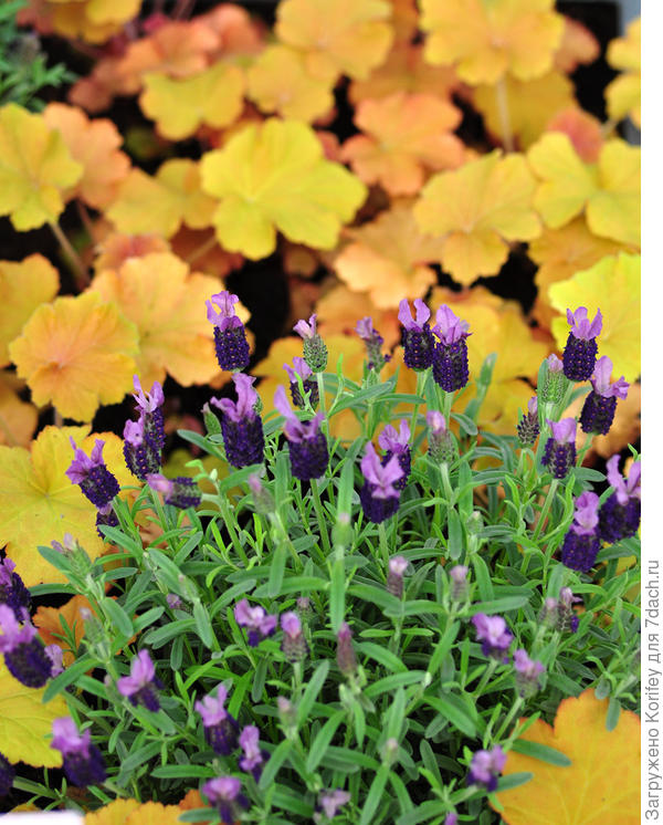 Лаванда на фоне карамельной гейхеры 2