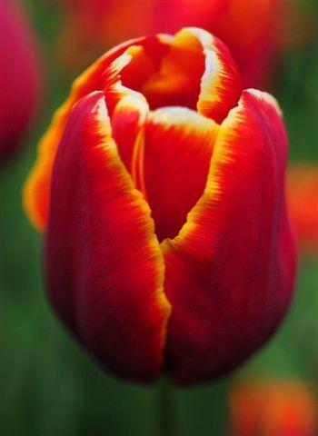 Aishwarya_Tr_DSC_8851