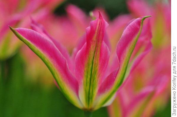 Virichic_Viridifl_DSC_7607