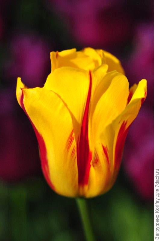 Washington_Tr_DSC_9553