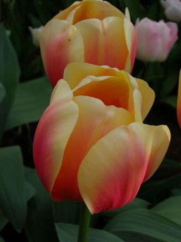 Ad Rem's Beauty_DSCN7155