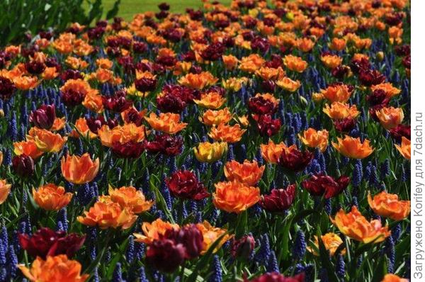 Willem van Oranje + David Terniers + Armeniacum