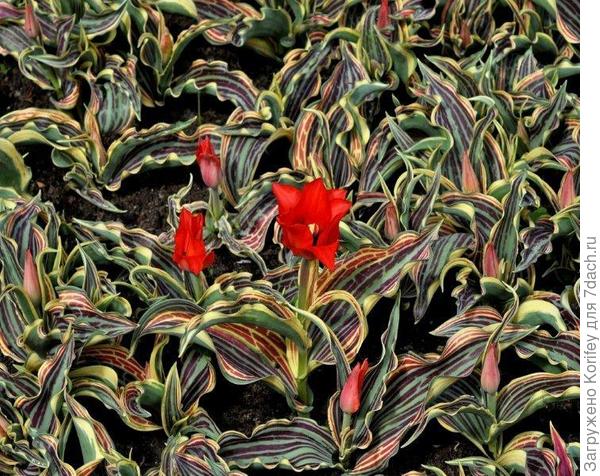 Fire of Love_Gregii_DSC_0683_1