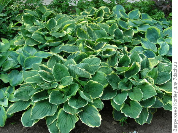 Разные хосты