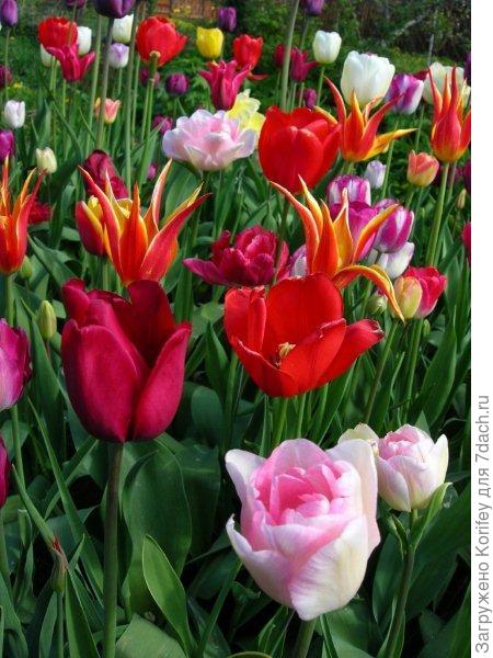 Тюльпаны у меня на даче лет 5-6 тому назад