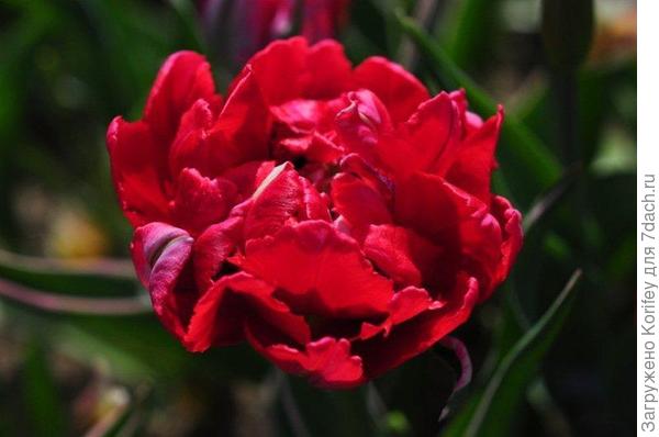 Eternal Flame_DSC_2906