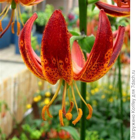 Arabian Night_DSCN4649_1