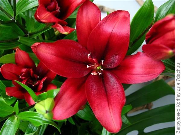 Blood Brothers_AD_DSCN7671