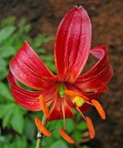 Claude Shride_DSCN4680