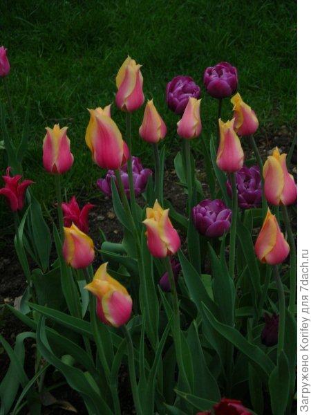 Тюльпаны у меня на даче лет 5-6 тому назад 2