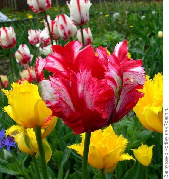 Estella Rijnveld & Mon Amour_DSCN8115_1